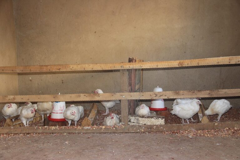 Фото: commons.wikimedia.org/Ceaser Philip/Creative Commons Attribution-Share Alike 4.0