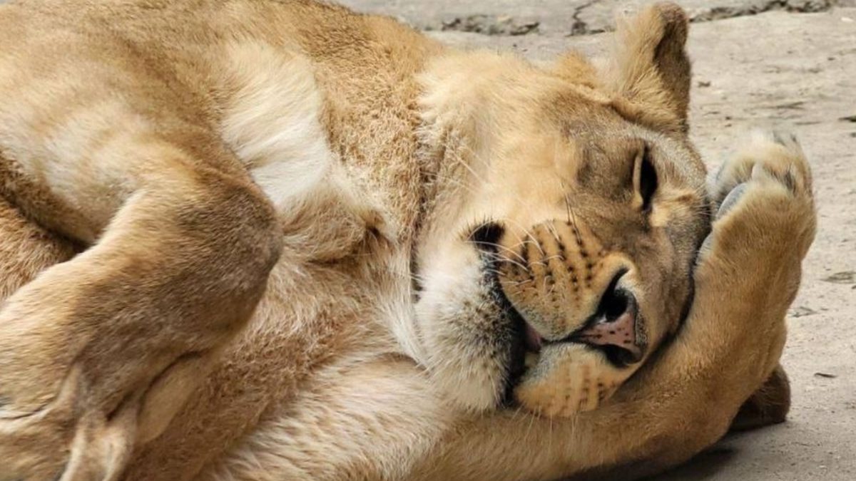 Фото: «Городской зоопарк» г.о. Саранск