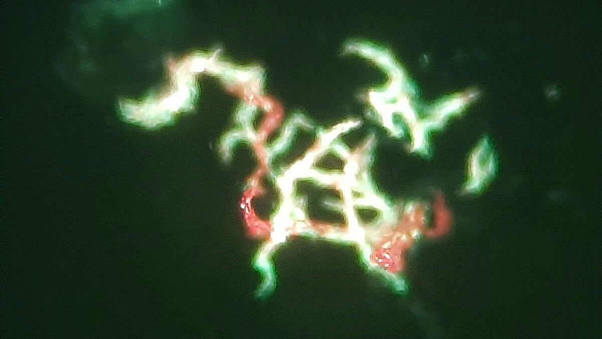 Фото: commons.wikimedia.org/Ajay Kumar Chaurasiya/Creative Commons Zero, Public Domain Dedication