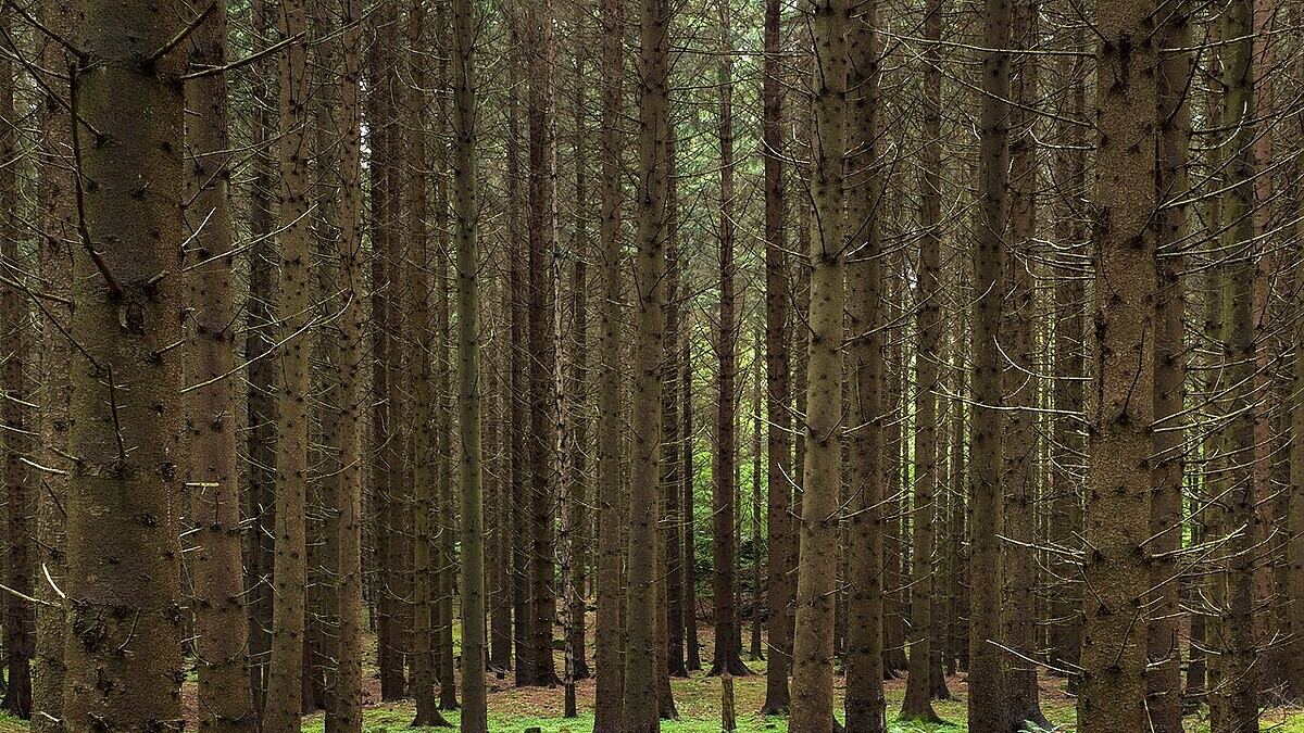 Фото: commons.wikimedia.org/W.carter/Creative Commons Zero, Public Domain Dedication