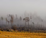 trees in fog on the northern side of loch tay scottish highlands scotland 148x124 jpg В Мордовии МЧС предупредило о густом тумане и опасных дорогах