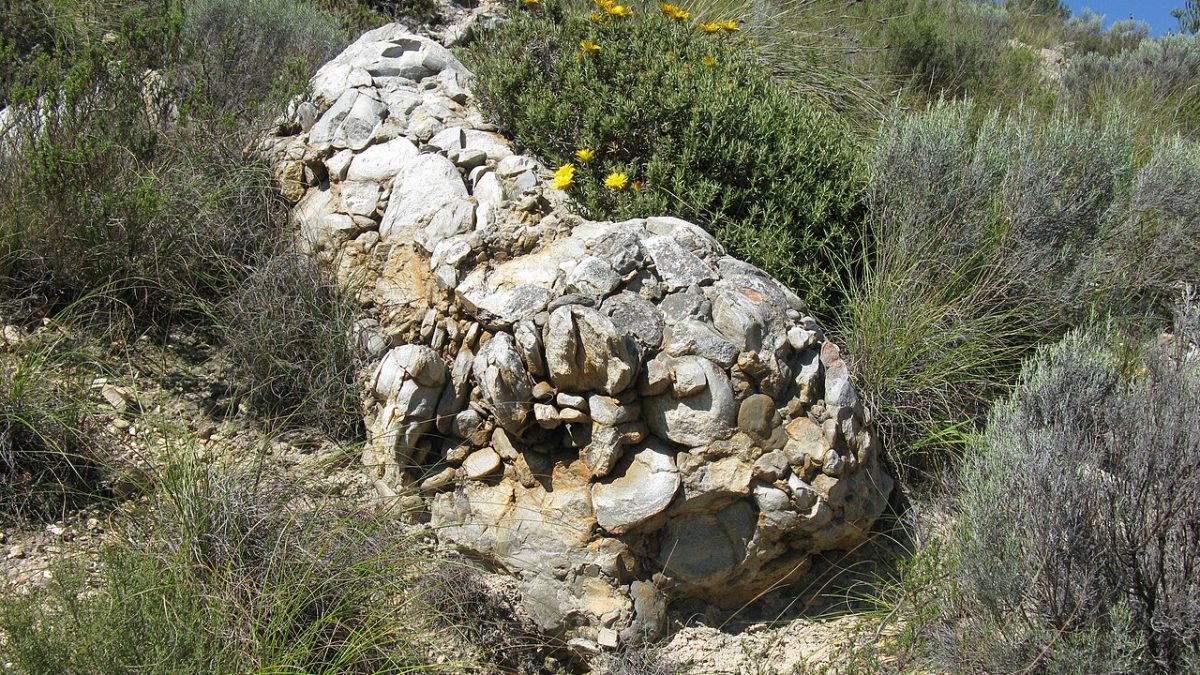 Фото: commons.wikimedia.org/JonRichfield/Creative Commons Attribution-Share Alike 3.0