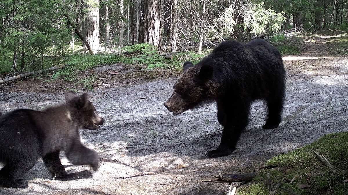 Фото: ФГБУ «Заповедная Мордовия»