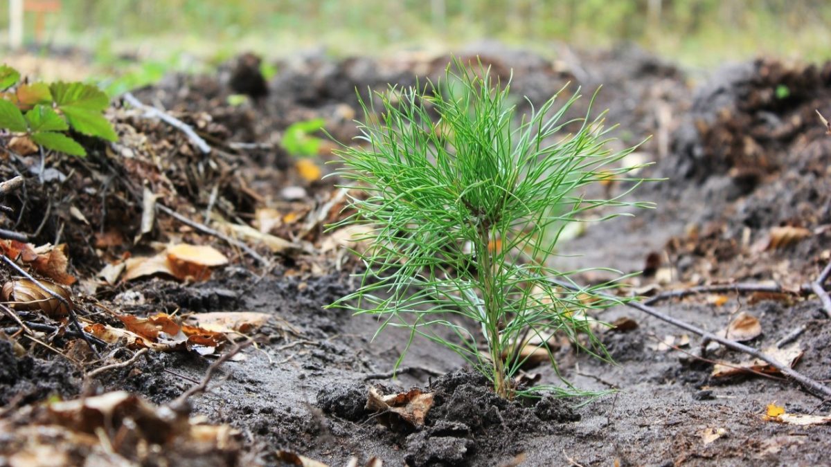 Фото: Минлесхоз РМ