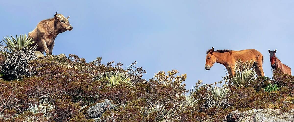 Фото: commons.wikimedia.org/Wilfredor/Creative Commons Zero, Public Domain Dedication