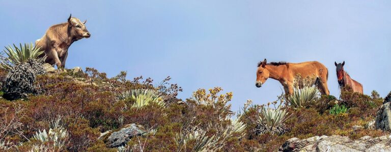 Фото: commons.wikimedia.org/Wilfredor/Creative Commons Zero, Public Domain Dedication