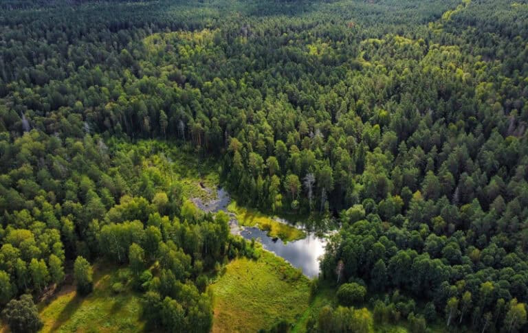 Фото: Минлесхоз РМ