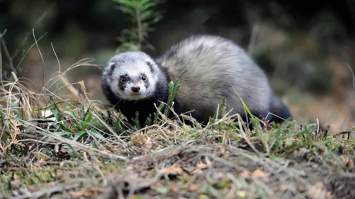 Фото: commons.wikimedia.org/Byrdyak/Creative Commons Attribution-Share Alike 4.0