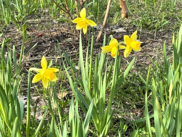 Фото: мэрия Саранска