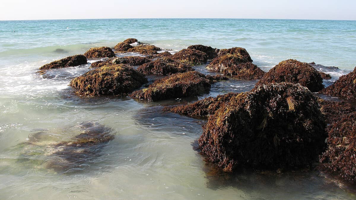 Фото: commons.wikimedia.org/Брещук Сергей Евгеньевич/Creative Commons Attribution-Share Alike 3.0