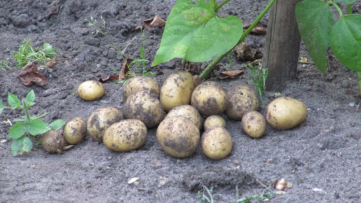 Фото: wikimedia.org/Dinkum/CC BY 4.0