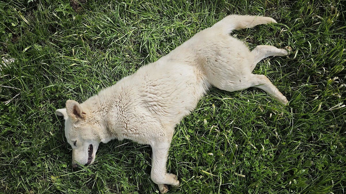 Фото: commons.wikimedia.org/Галиев Ярослав/Creative Commons Attribution-Share Alike 4.0