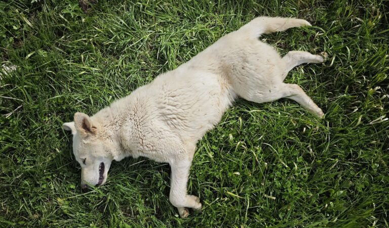 Фото: commons.wikimedia.org/Галиев Ярослав/Creative Commons Attribution-Share Alike 4.0