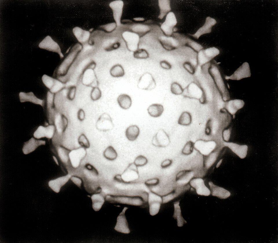 Фото: commons.wikimedia.org/ rotavirus/Creative Commons Attribution 3.0