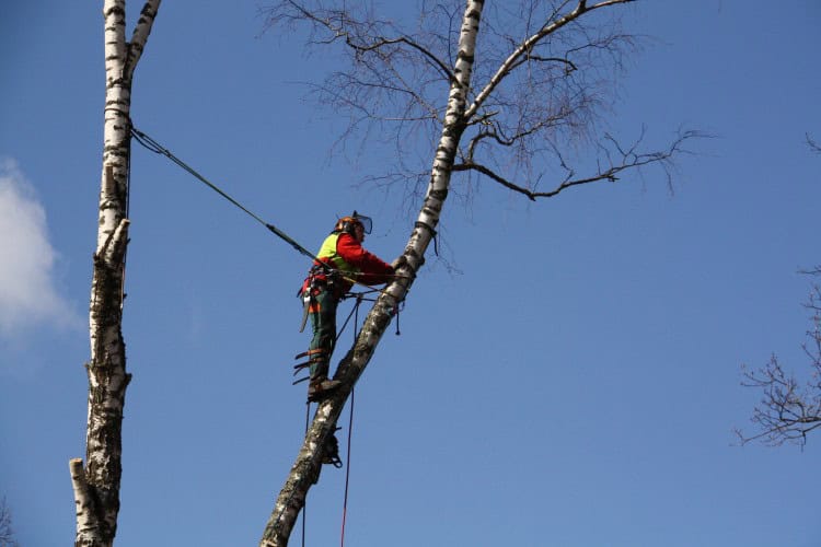 Фото: wikimedia/Arborist/CC BY-SA 4.0