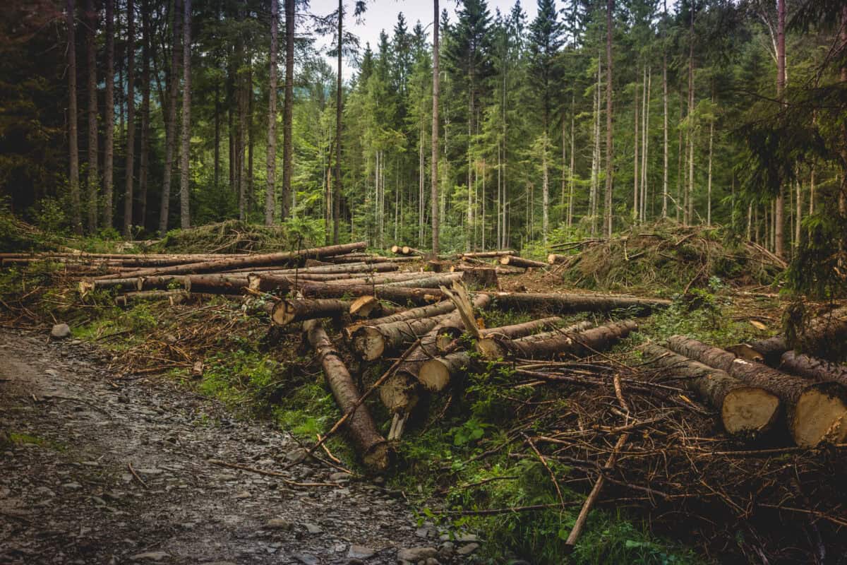 Фото: wikimedia/Zysko serhii/CC BY-SA 4.0