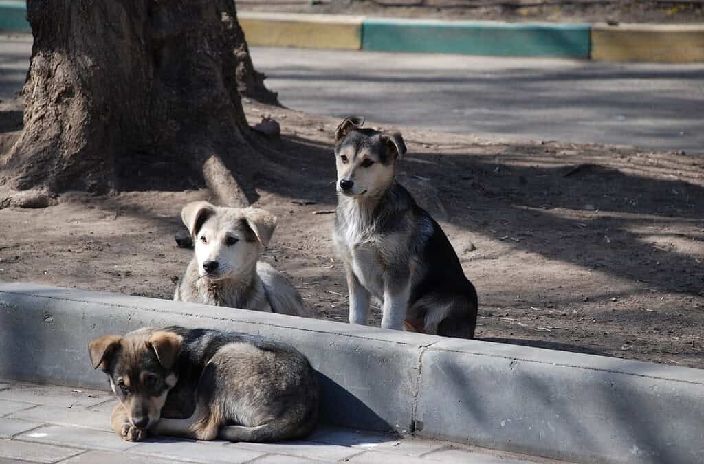 Фото: wikimedia/Andrey from Russia/CC BY 2.0