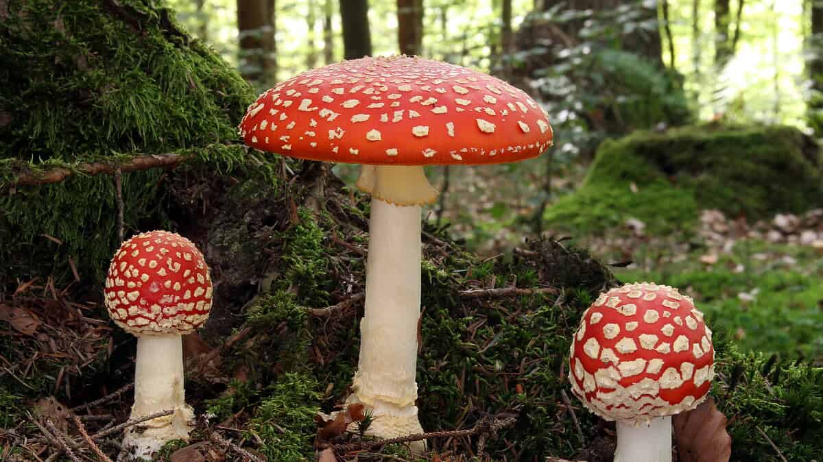 Фото: wikimedia/Holger Krisp/CC BY 3.0