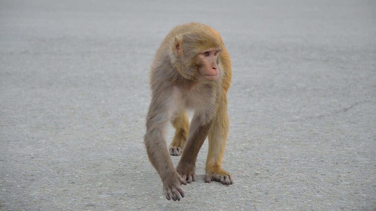Фото: wikimedia/Biswarup Ganguly/CC BY 3.0