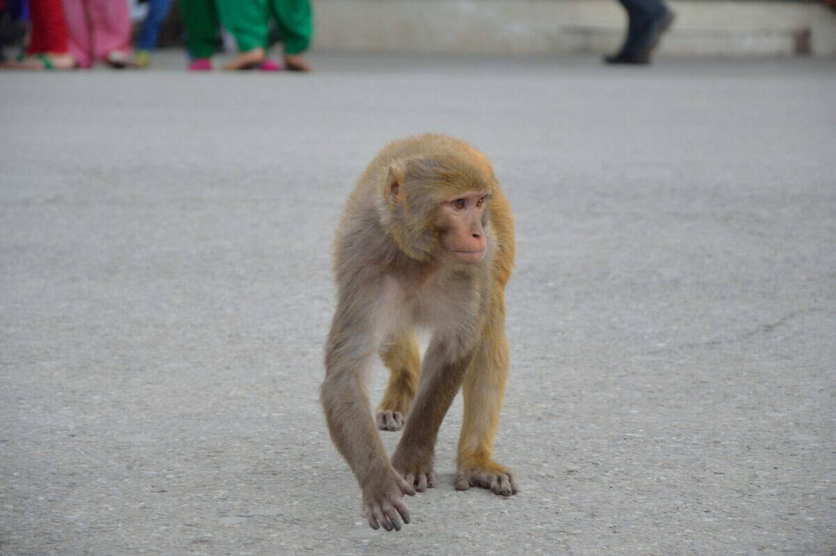 Фото: wikimedia/Biswarup Ganguly/CC BY 3.0