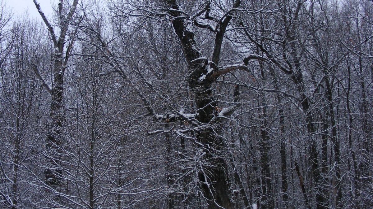 Фото: wikimedia/А. Кабанов/CC0