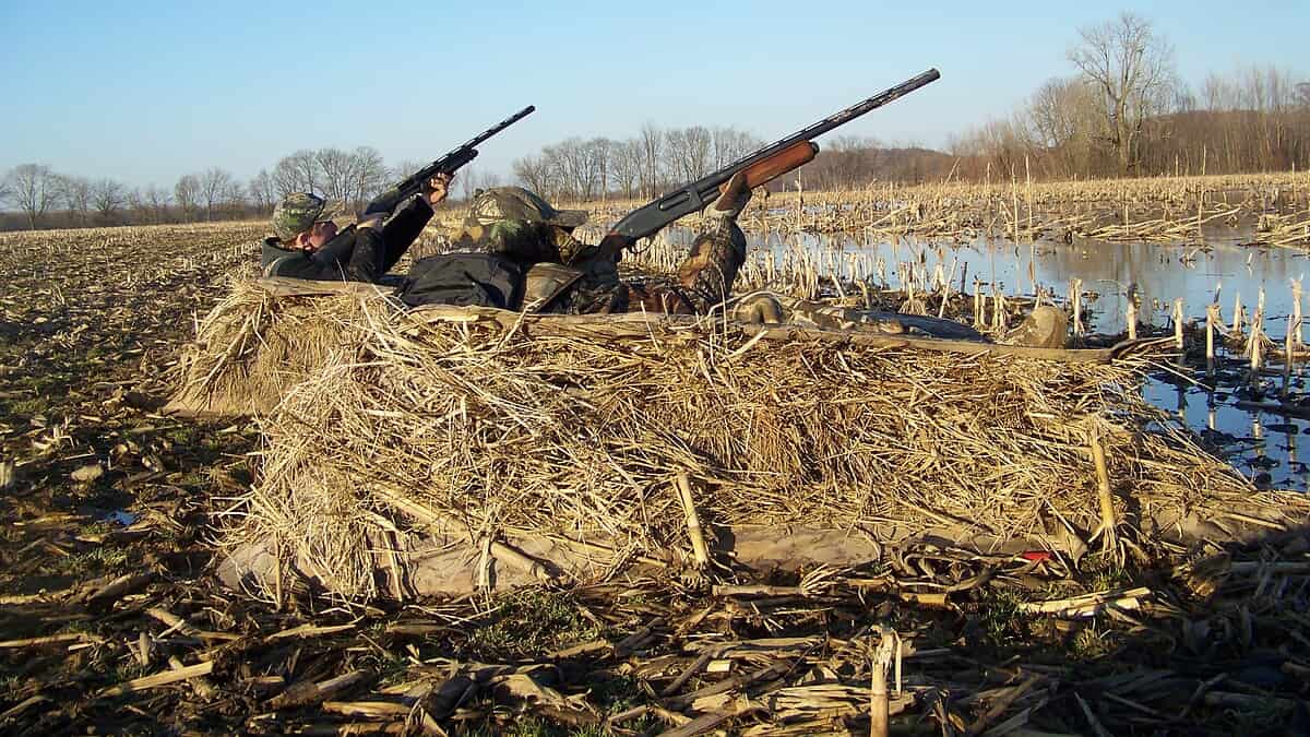 Фото: wikimedia/U.S. Fish and Wildlife Service Southeast Region/Public domain
