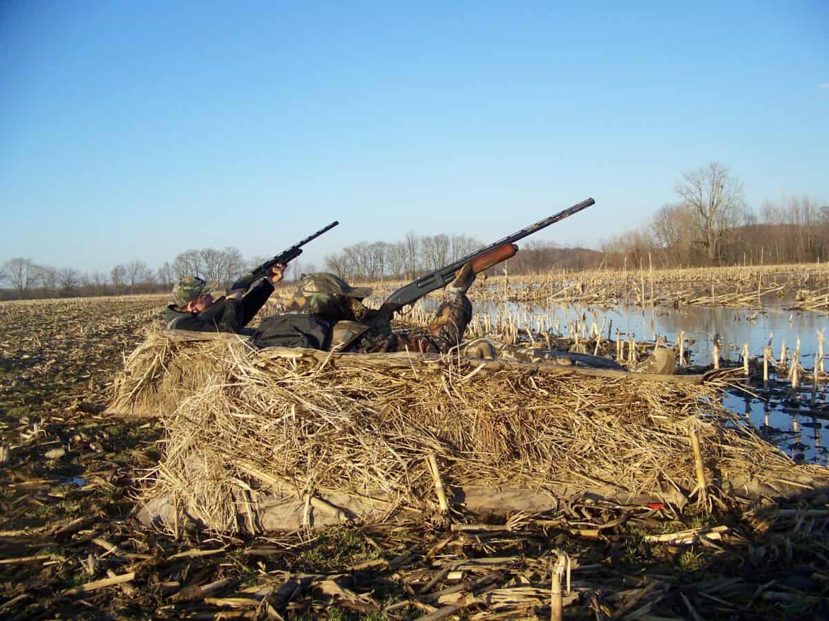 Фото: wikimedia/U.S. Fish and Wildlife Service Southeast Region/Public domain