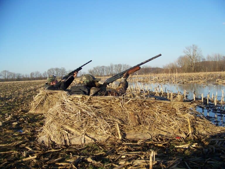 Фото: wikimedia/U.S. Fish and Wildlife Service Southeast Region/Public domain