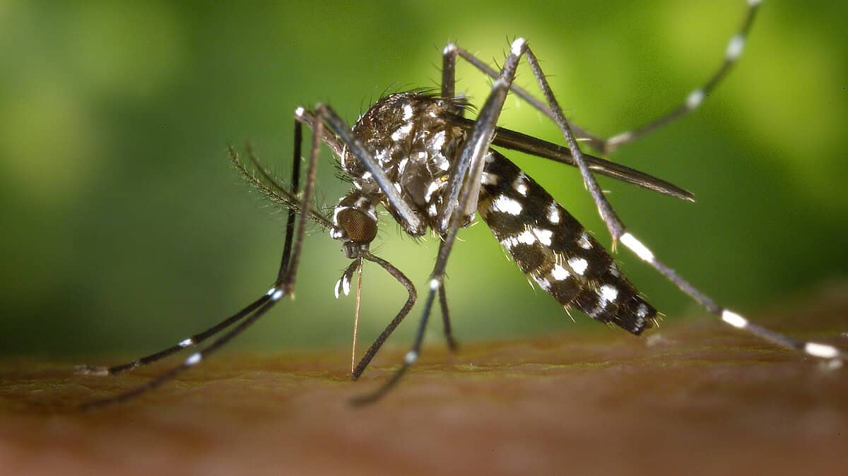 Фото: wikimedia/James Gathany, CDC/Public domain