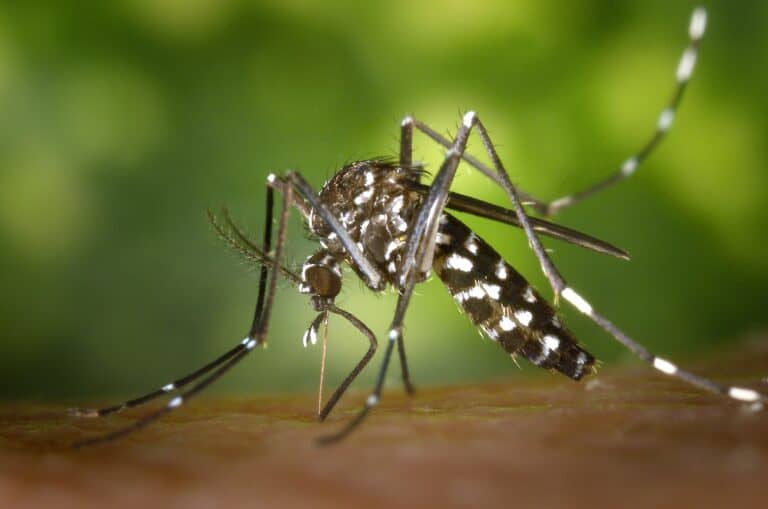Фото: wikimedia/James Gathany, CDC/Public domain
