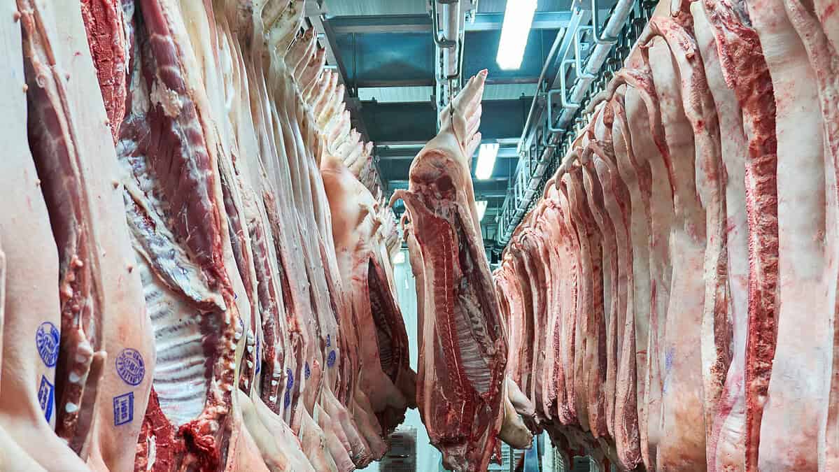 Фото: wikimedia/Mira Meat/CC BY-SA 4.0