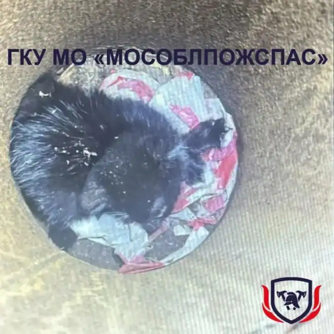 Фото: официальный канал MAX SHOT